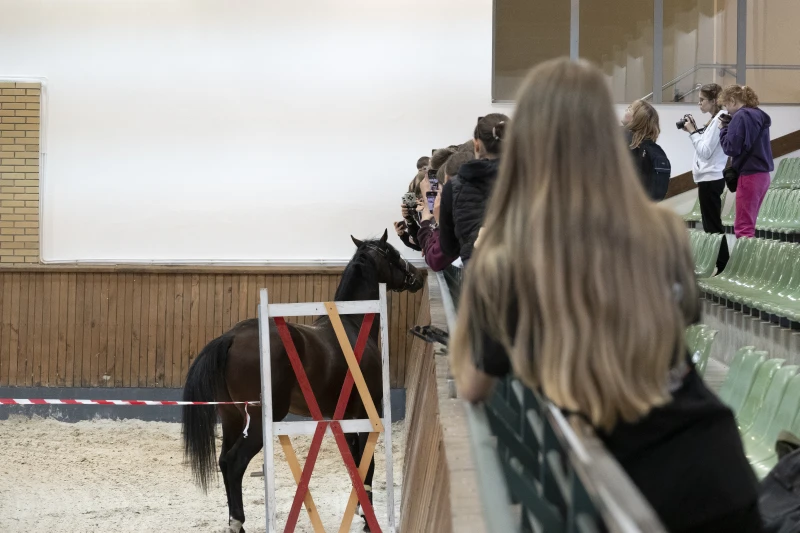 Uczestnicy warsztatów Konie