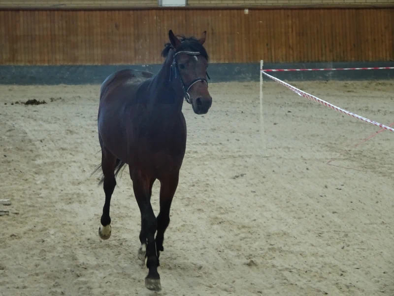Zdjęcie konia na wybiegu