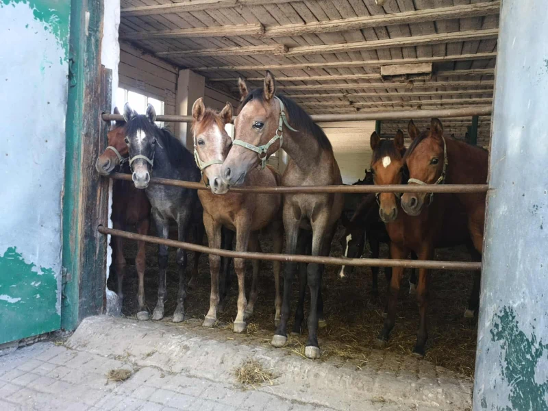 konie stojące w stajni