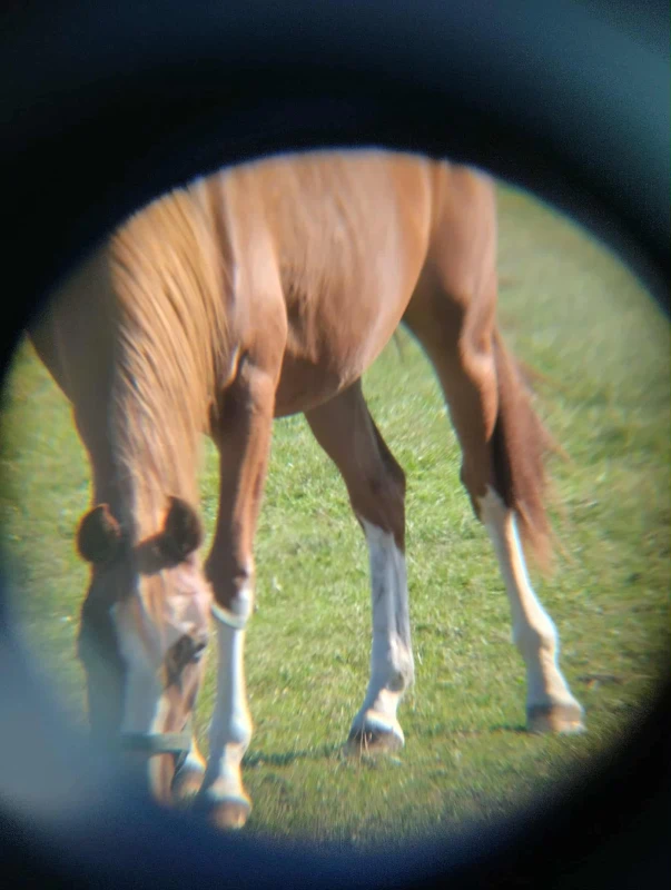 Zdjęcie konia gryzocego trawę