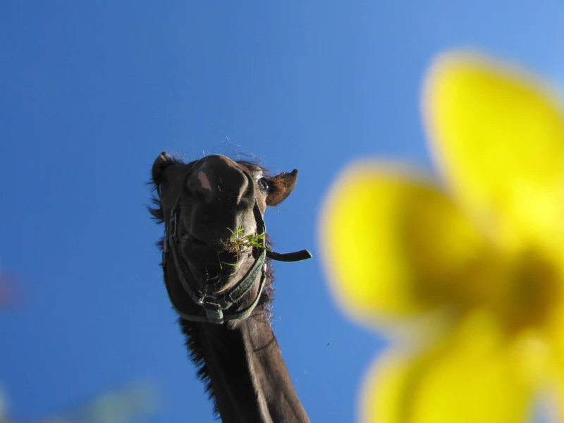 Koń na tle niebieskiego nieba na pierwszym planie żółty rozmyty kiwat po prawej stronie