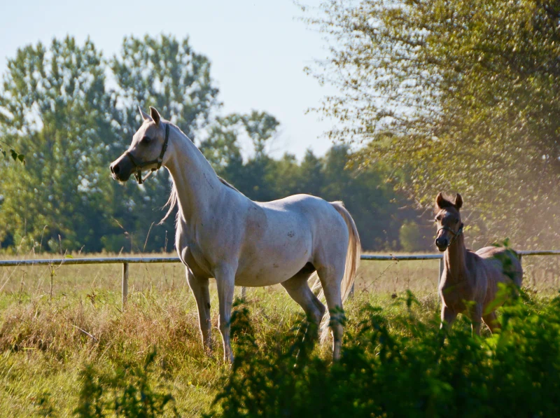 Koń stojący na łące a za nim źrebak