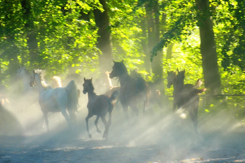Galopujące konie polną drogąw na tle drzew
