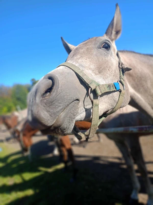 Duże zbliżenie na głowę jasnoszarego konia w kantarze, uchwyconą z perspektywy żabiej; otoczenie jest lekko rozmyte, a w tle widać słoneczne niebo i inne konie