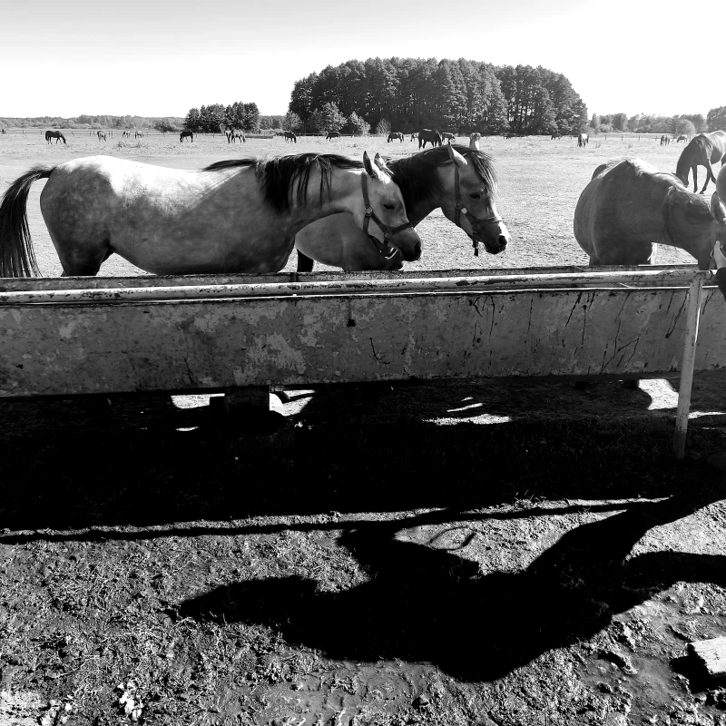 Czarno białe zjęcie koni przy wodopoju