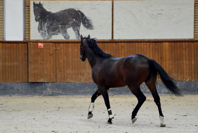 Koń biegnący po piaszczystym podłożu. w tle ściana z odbiciem lustrzanym konia.
