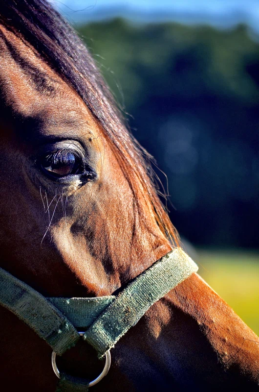 Zdjecie głowy konia
