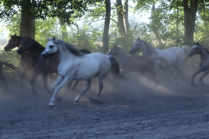 Galopujące konie polną drągą na tle drzew.