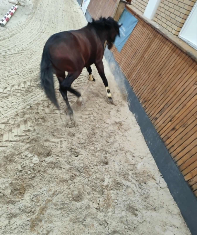 Koń biegnie po piaszczystym podłożu wewnątrz hali jeździeckiej, odwrócony tyłem do aparatu, blisko drewnianej ściany ujeżdżalni.