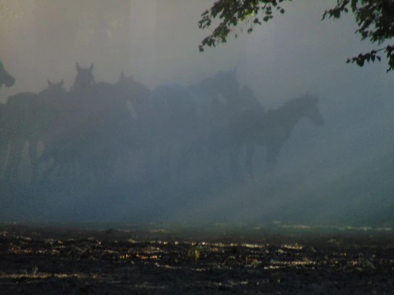 Stado koni za mgłą