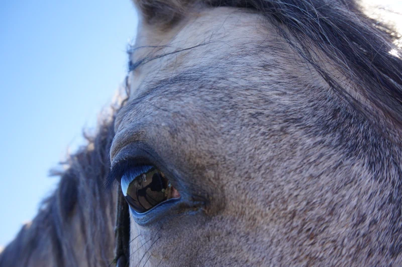 Zbliżenie na oko konia