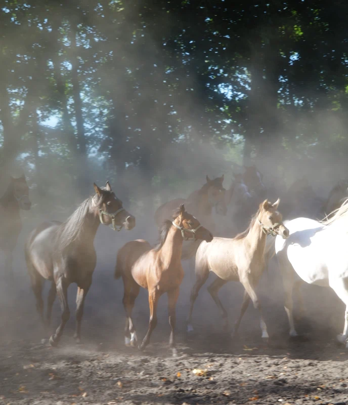 Stado biegnących koni na tle drzew