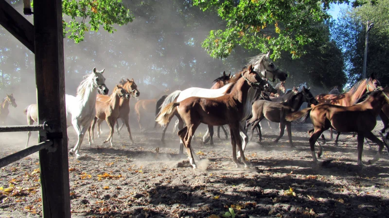 Stado koni galopujących po piaszczystym podłożu w tle drzewa