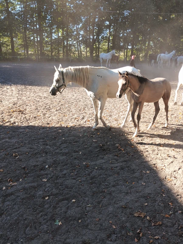 konie idące po piaszczystym podłożu. W tle widoczne drzewa i stado koni 