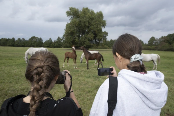 wie osoby fotografują konie na łące.